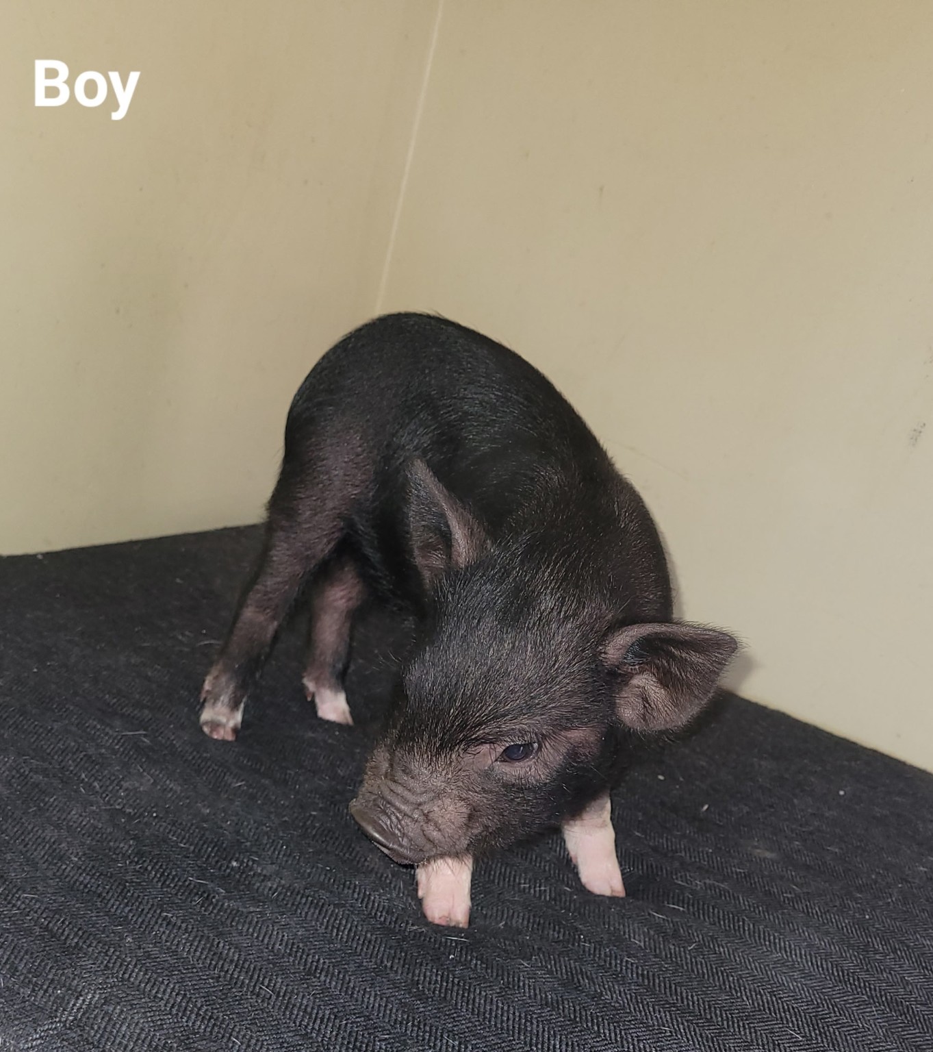 One of the eight piglets in the litter