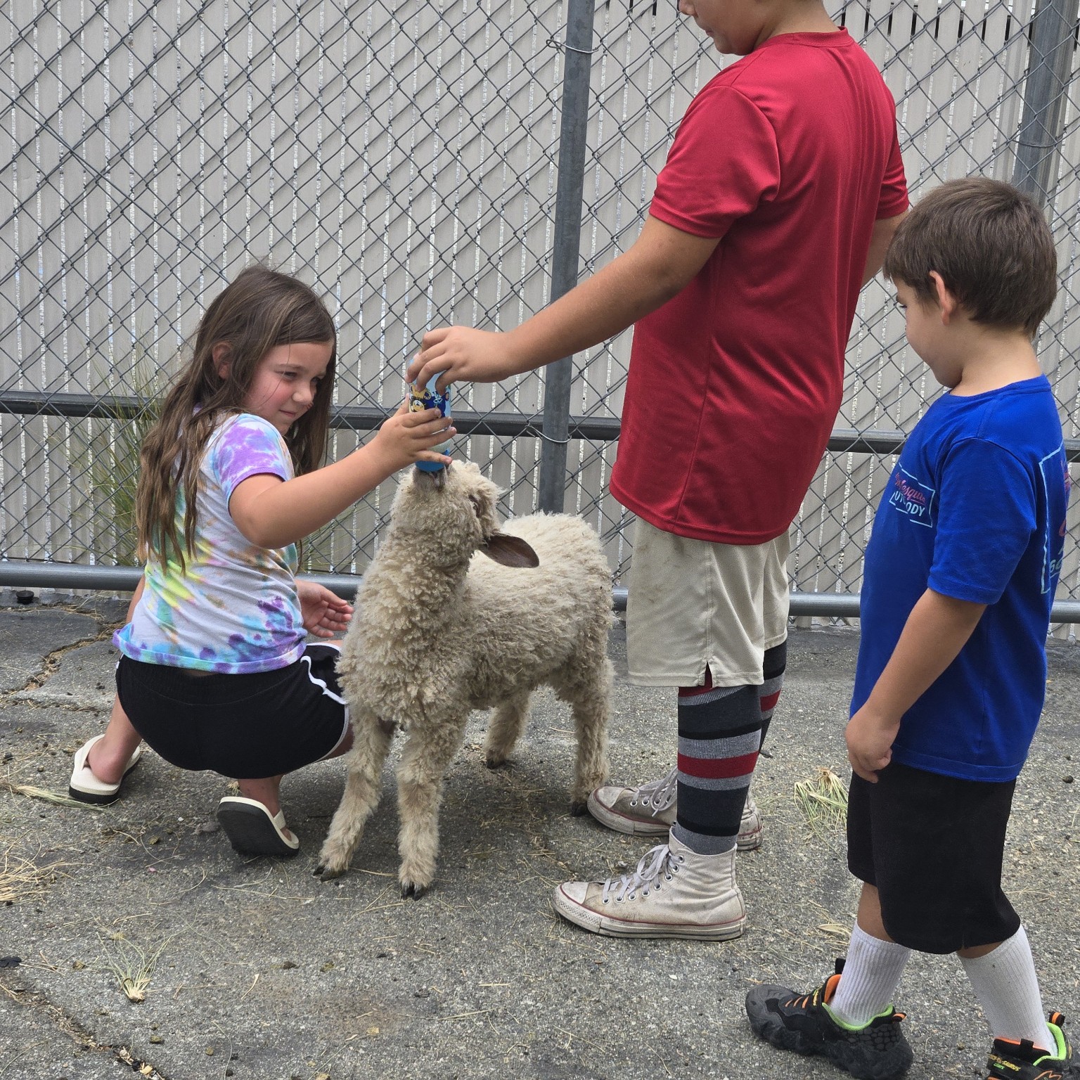 Children gently petting a lamb during an animal visit