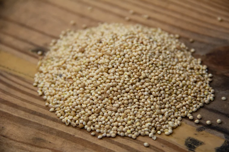 Organic Millet, 10lbs manufacturer product photo