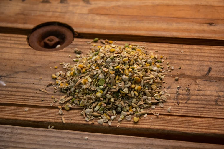 Organic Corn-Free Layer Feed, 10lbs manufacturer product photo