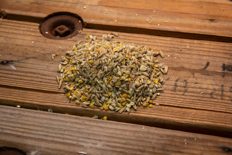 Organic Wheat-Free Layer Feed, 25lbs manufacturer product photo