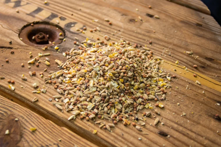 Organic Scratch Feed, 10lbs manufacturer product photo