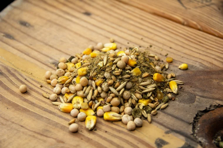 Organic Unmilled Classic Layer Feed, 10lbs manufacturer product photo