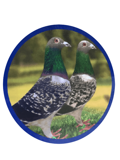 Pigeon Feed 25# Star package